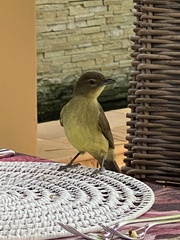 Chlorocichla flaviventris