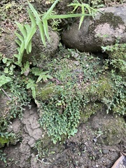 Selaginella repanda