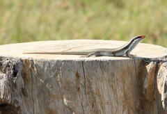 Trachylepis wahlbergii