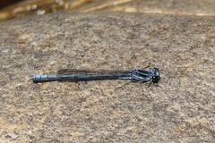 Pseudagrion furcigerum