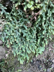 Selaginella repanda