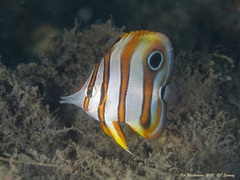 Chelmon rostratus