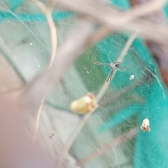 Cyrtophora cicatrosa