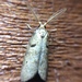 Coprosma Shoot Borer Moth - Photo (c) Stephen Thorpe, some rights reserved (CC BY), uploaded by Stephen Thorpe