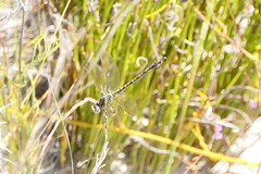 Paragomphus cognatus