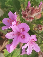 Pelargonium cucullatum