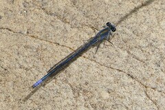 Pseudagrion draconis
