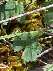 Hydrocotyle laxiflora