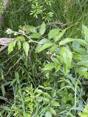 Rubus pinnatus