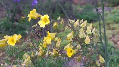 Tropaeolum hookerianum