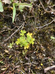 Hydrocotyle foveolata
