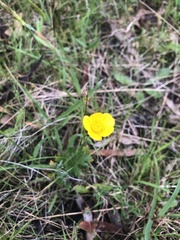Ranunculus lappaceus
