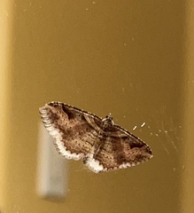 Costaconvexa centrostrigaria