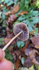 Mycena robusta