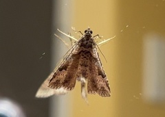 Costaconvexa centrostrigaria