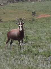 Damaliscus pygargus phillipsi