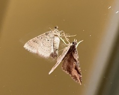 Costaconvexa centrostrigaria