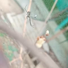 Cyrtophora cicatrosa