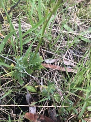 Ranunculus lappaceus