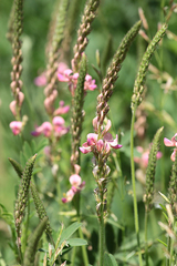 Onobrychis arenaria