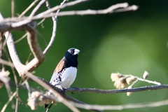 Spermestes bicolor nigriceps