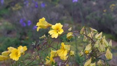 Tropaeolum hookerianum
