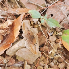 Hypopyra vespertilio