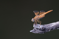Brachythemis lacustris