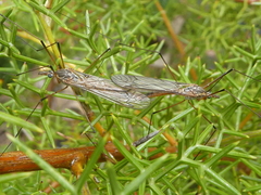 Tipuloidea