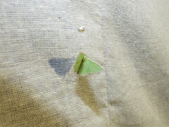 Argyrocosma inductaria