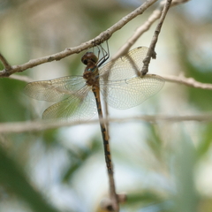 Hemicordulia continentalis
