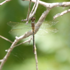 Hemicordulia continentalis