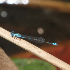 Austroagrion watsoni