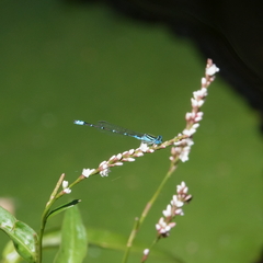 Austroagrion watsoni