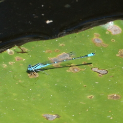Austroagrion watsoni