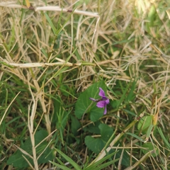Viola philippica