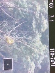 Crithagra sulphurata