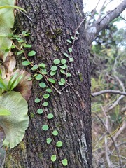 Pyrrosia confluens