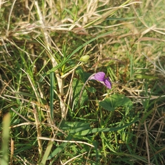 Viola philippica