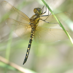 Hydrobasileus brevistylus
