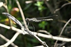 Platycypha fitzsimonsi