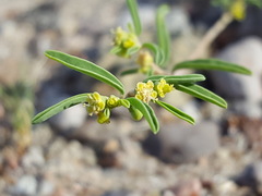Euphorbia parryi