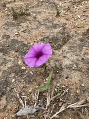 Ipomoea bolusiana