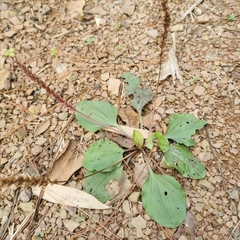 Plantago asiatica