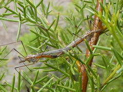 Tipuloidea