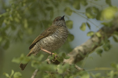 Calamonastes stierlingi