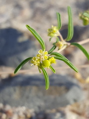 Euphorbia parryi