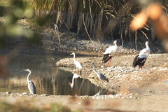 Ciconia ciconia asiatica