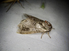 Shachia circumscripta