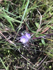 Veronica gracilis
